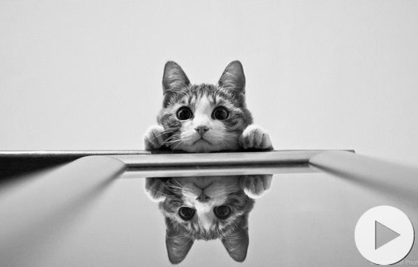 Así reacciona un gato cuando se mira al espejo | Candela