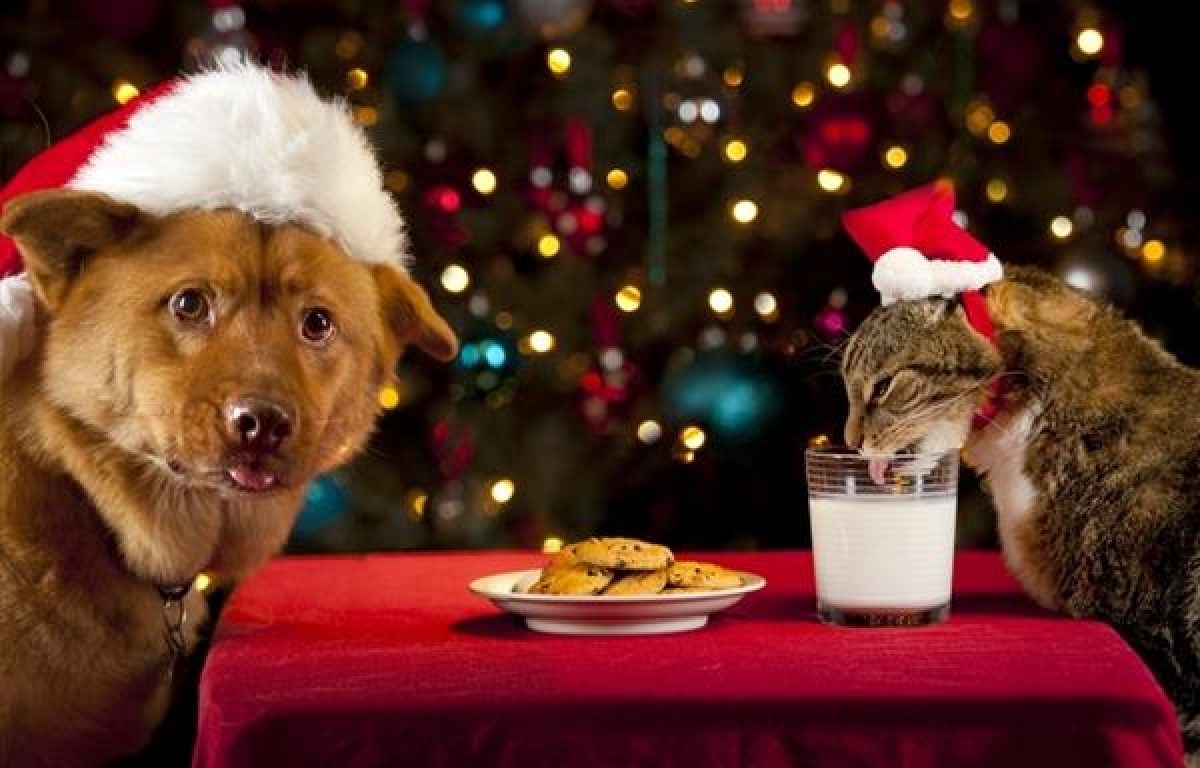 La navidad en diferentes partes del mundo - Candela