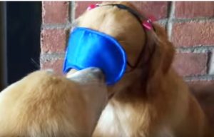 Mejor aún que la original: 50 sombras de... perros