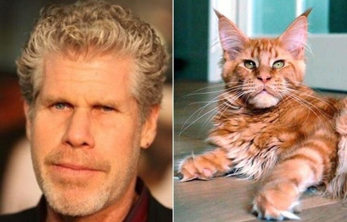 Create meme "Maine Coon Ron Perlman, Ron Perlman the cat, Ron Perlman's cat" - P