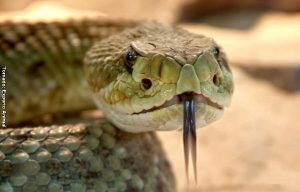 Serpiente sorprendió a pasajeros en un avión