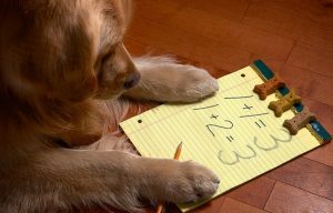 Perro que sabe matemáticas