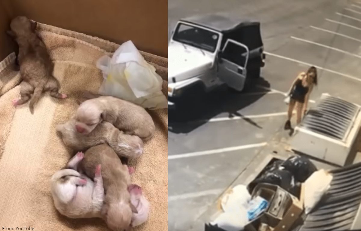 En video quedó registrado horrible acto de crueldad animal