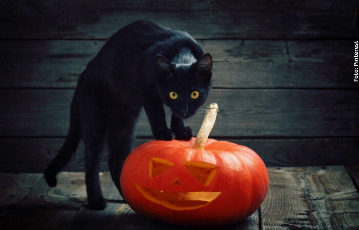 gato negro sobre una calabaza