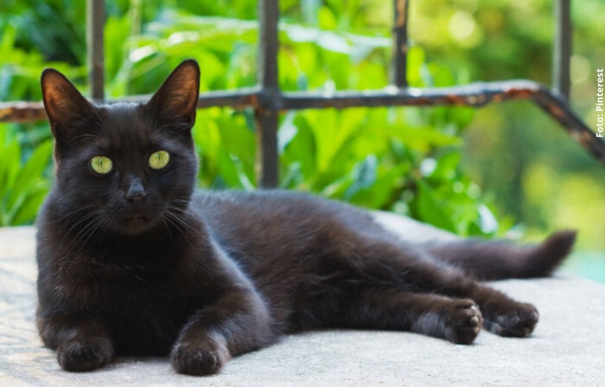 10 datos curiosos sobre los gatos negros