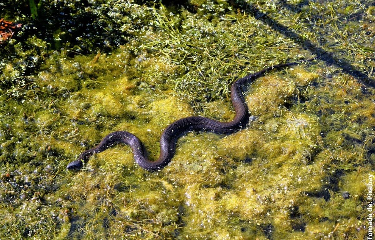 serpiente negra en río