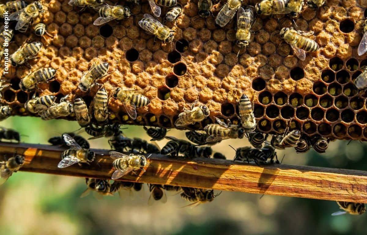foto de un panal de abejas