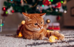 Cómo evitar que mi gato destruya el árbol de navidad