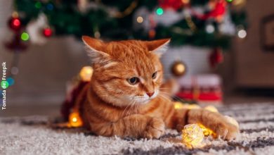 Cómo evitar que mi gato destruya el árbol de navidad