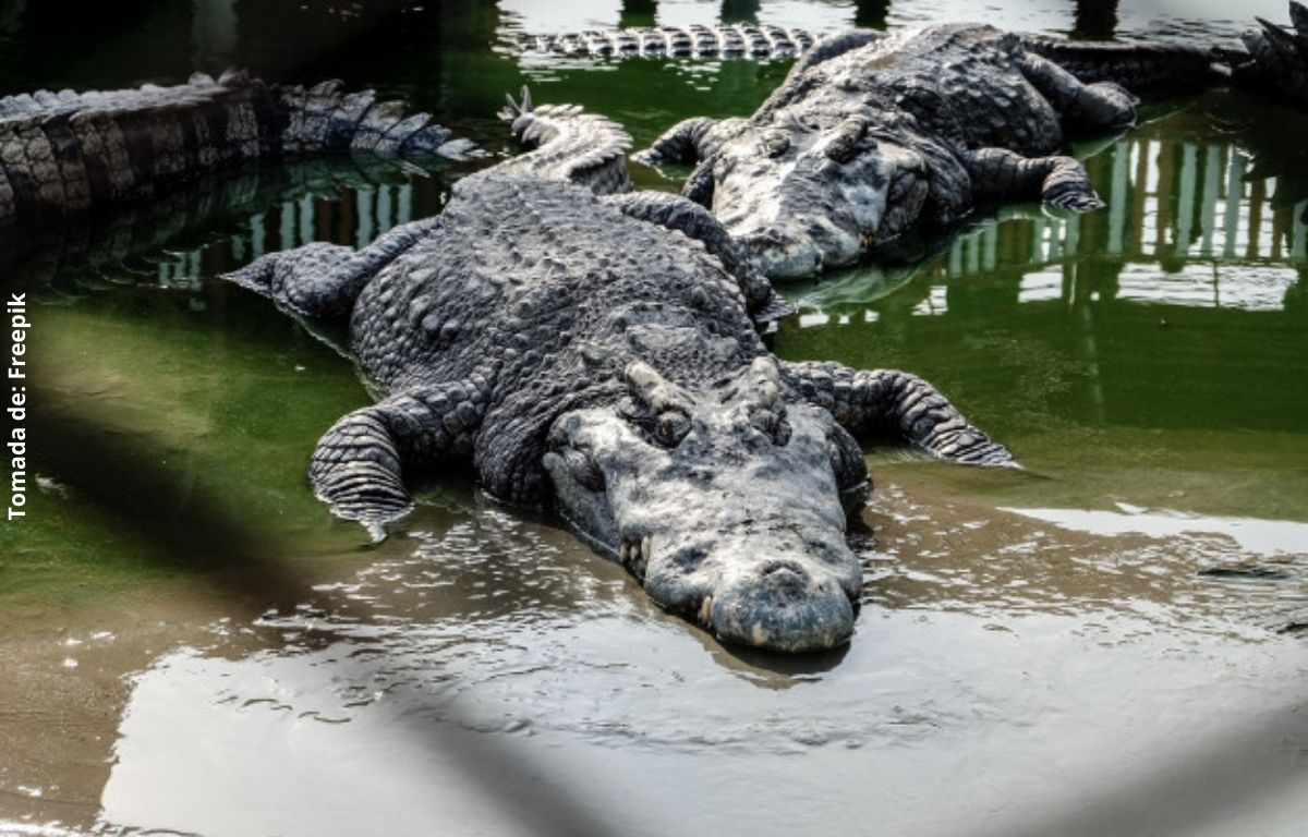 foto de varios cocodrilos grandes