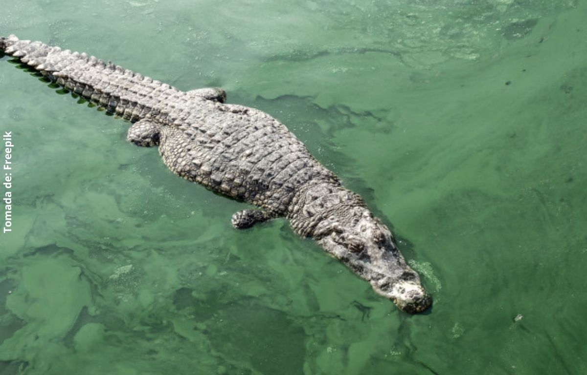 foto de cocodrilo en el agua