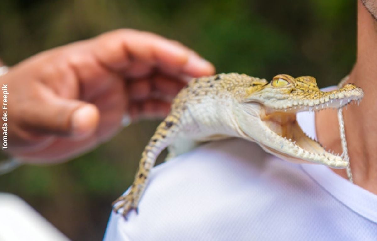 foto de un cocodrilo pequeño sobre un hombro de una persona