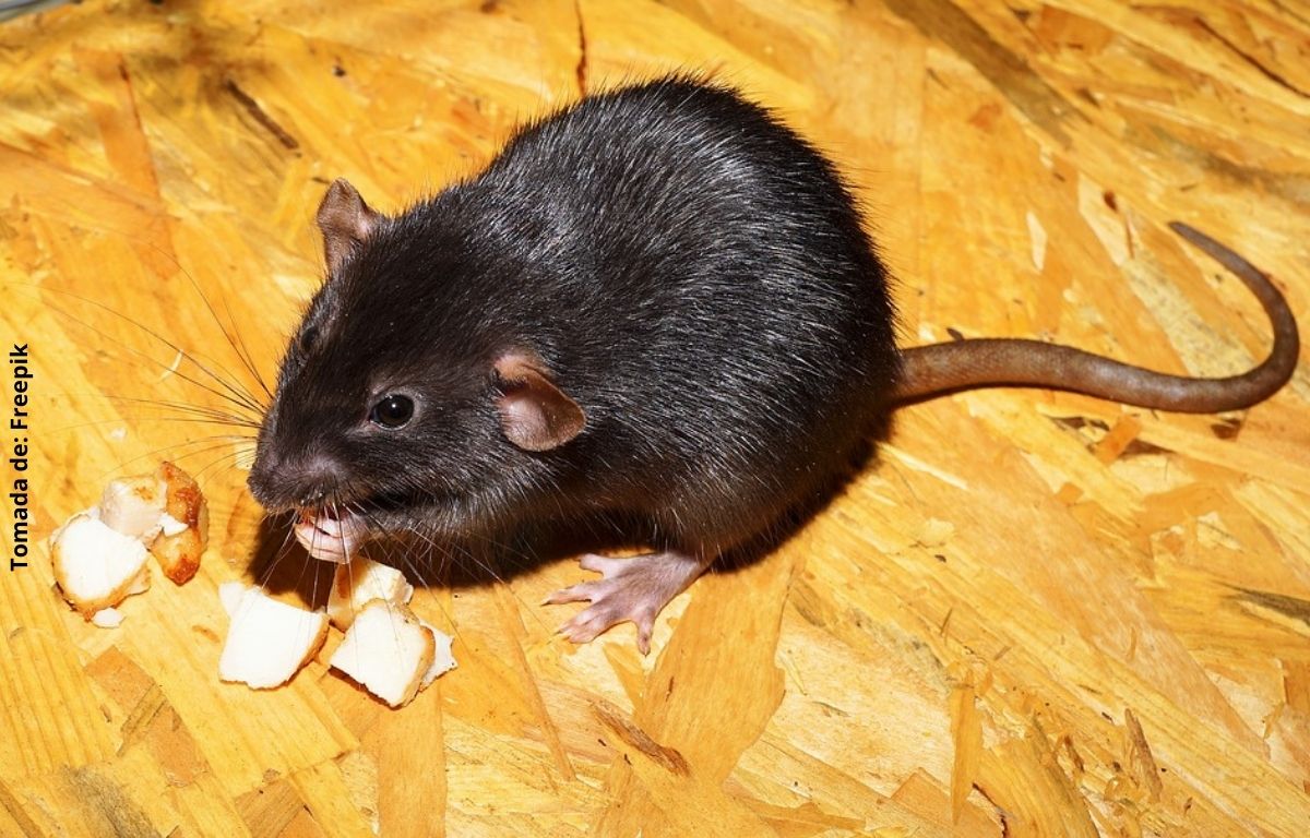 foto de una rata