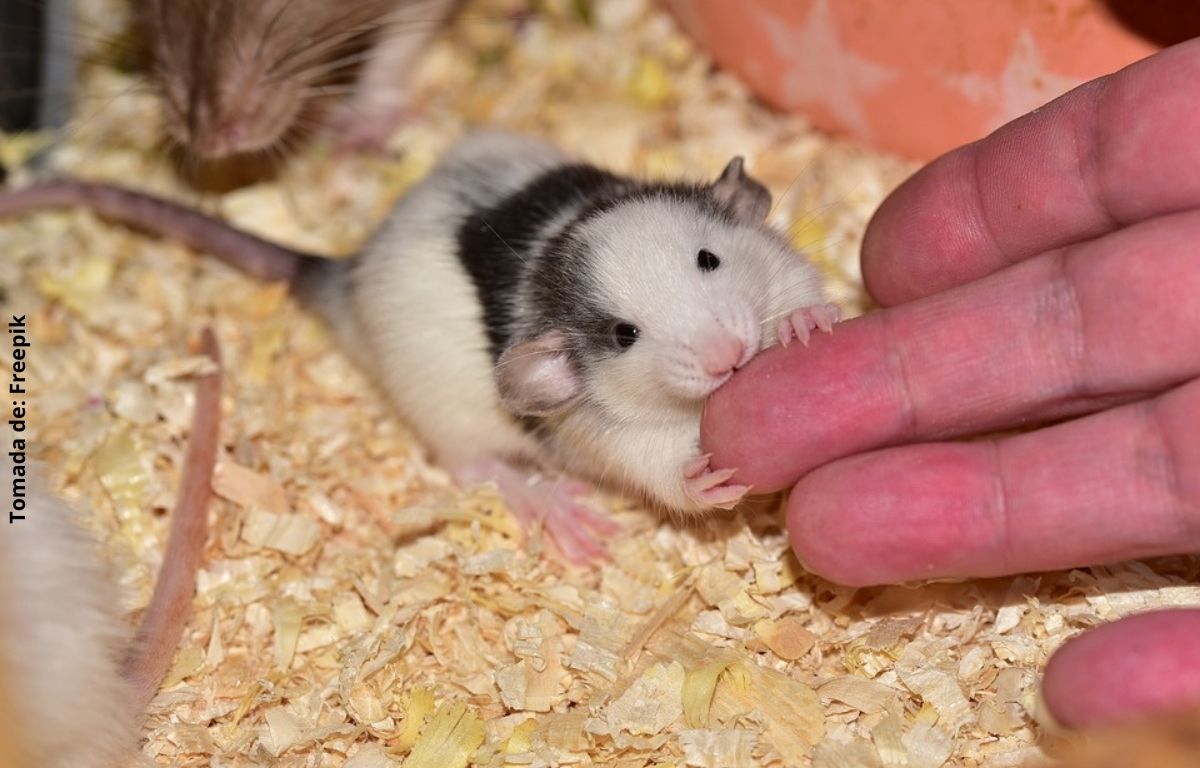 foto de una rata y una mano