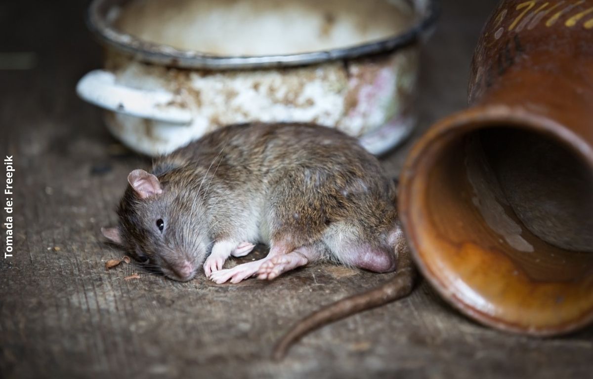 Soñar con ratas, ¿qué significa?