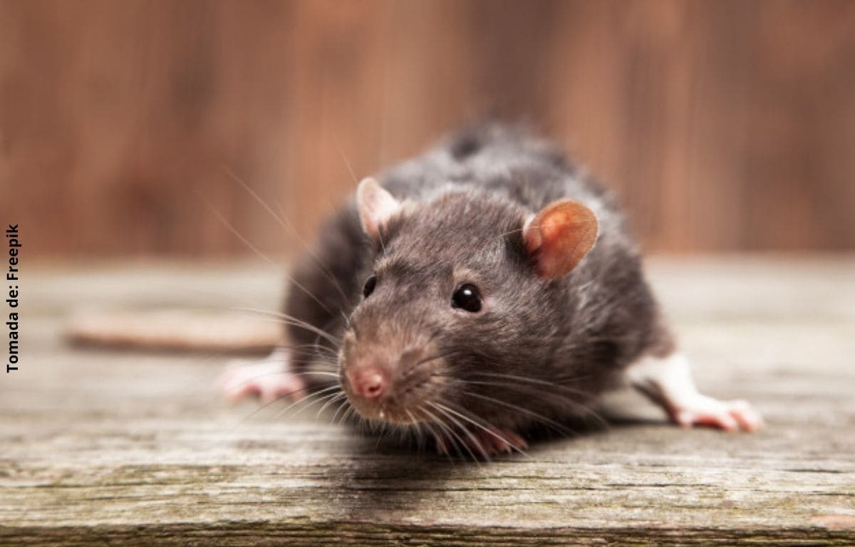 Soñar con ratas, ¿qué significa?