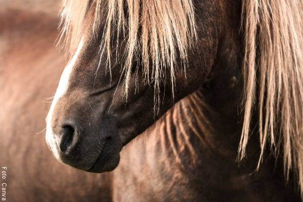 Foto de un caballo