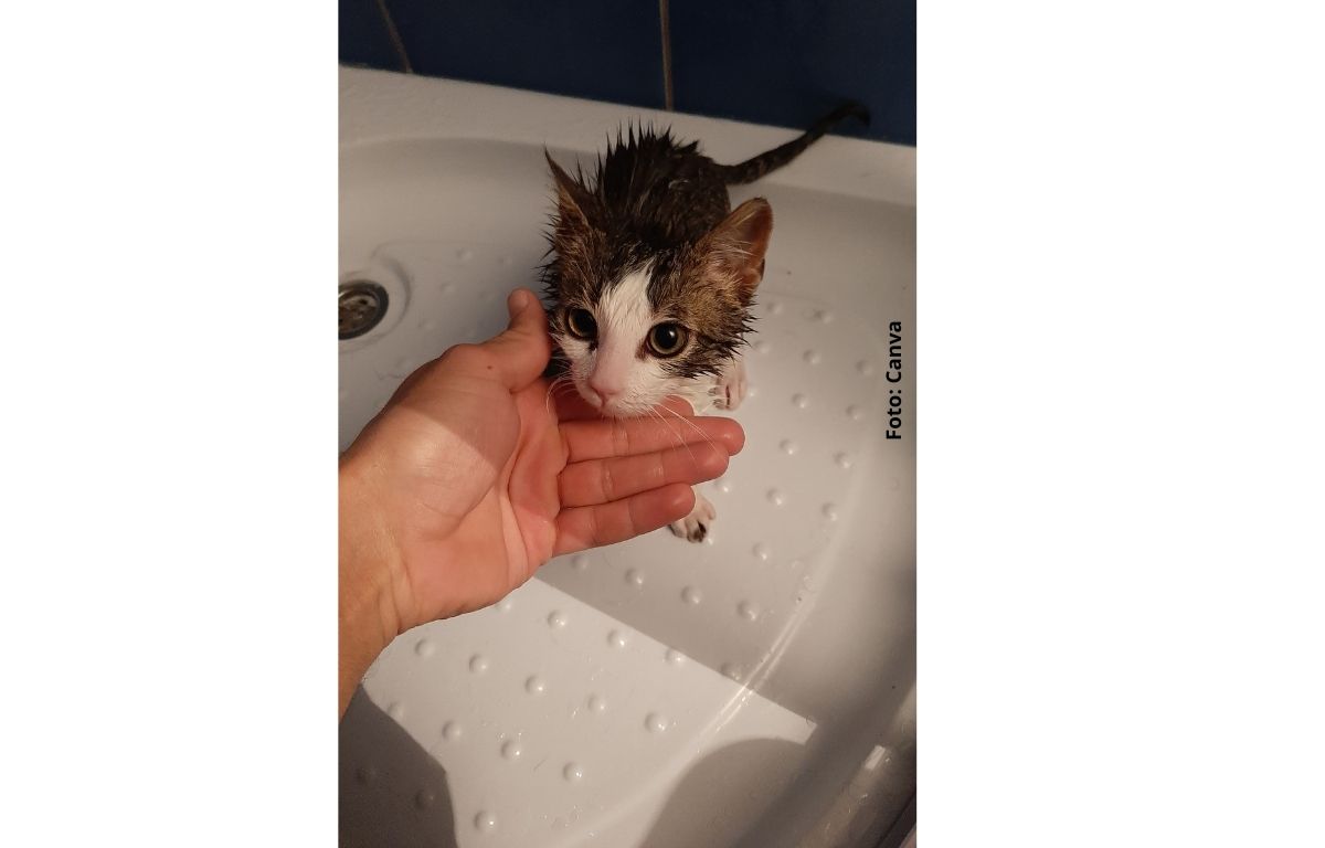 foto de un gato pequeño bañándose