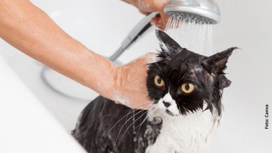 ¿Cómo bañar a un gato sin salir aruñado?