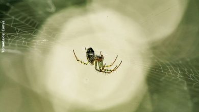 Soñar con arañas no siempre es negativo