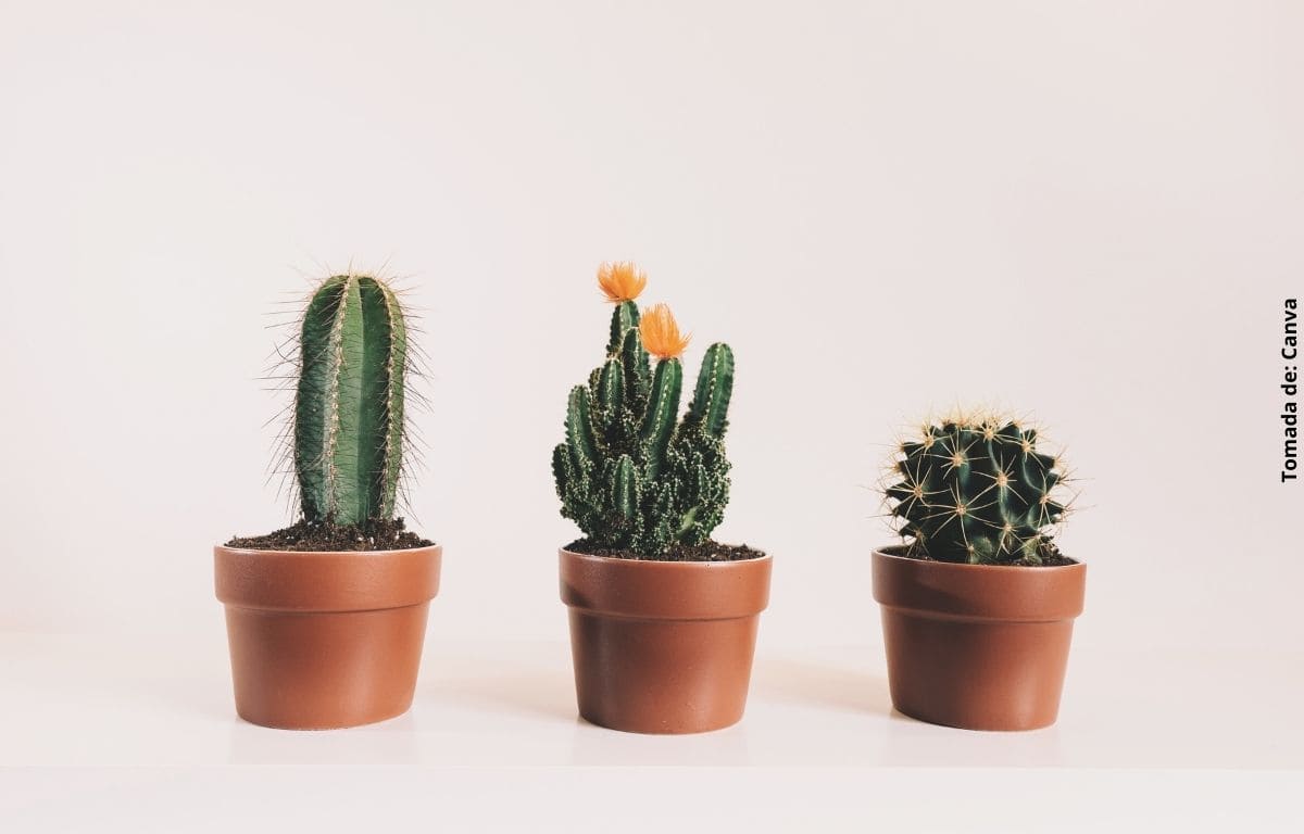 Cómo cuidar un cactus en casa para que crezca saludable