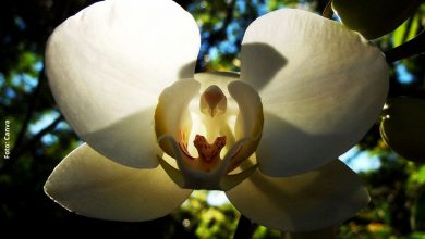 Cómo cuidar una orquídea y evitar que se marchite