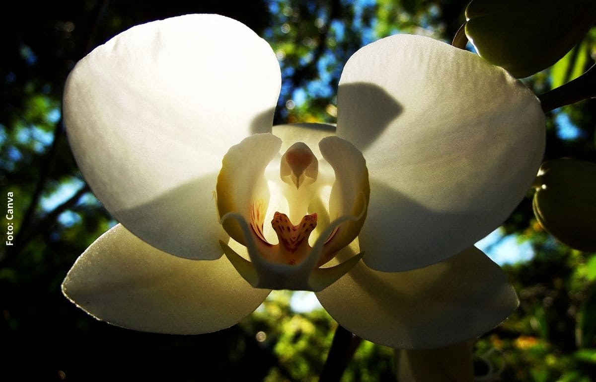 Cómo cuidar una orquídea y evitar que se marchite