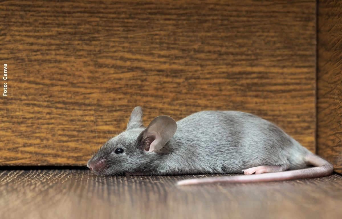 foto de un ratón