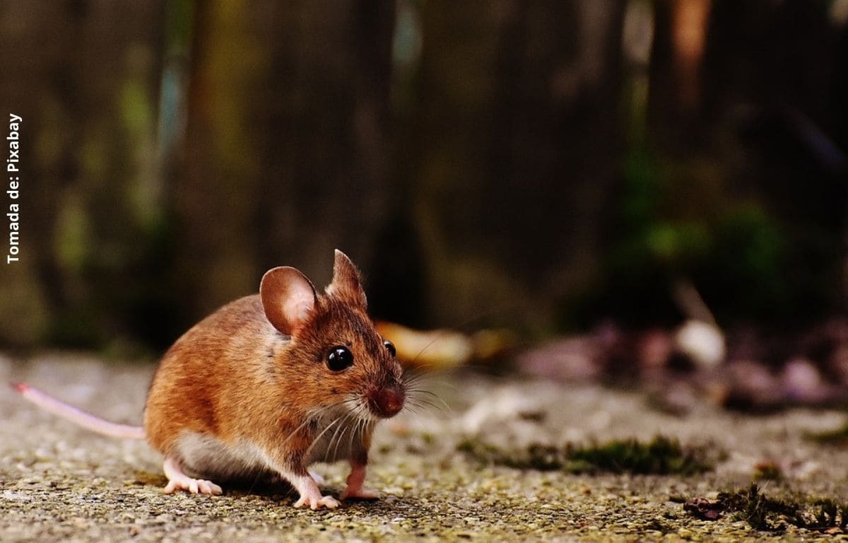 Qué significa soñar con ratones