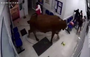 Una vaca se coló en hospital e hizo estragos