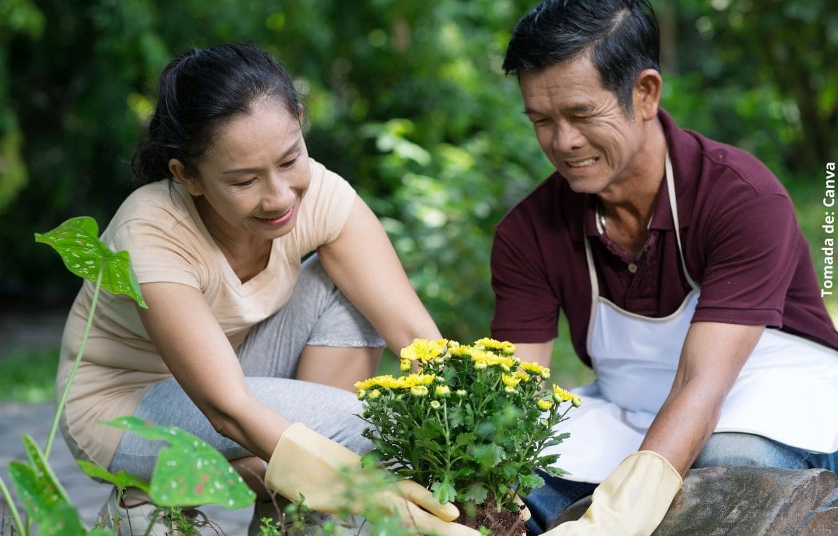 Cuidado de las plantas: consejos básicos