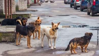 Joven sale a las calles para alimentar perros abandonados en cuarentena