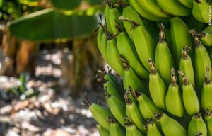 Personas se ganaron el chance con número que salió en un plátano