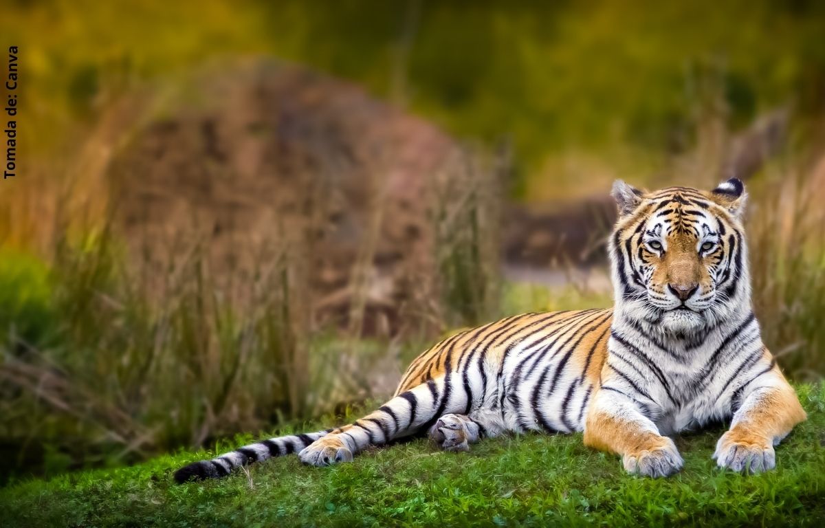 foto de un tigre