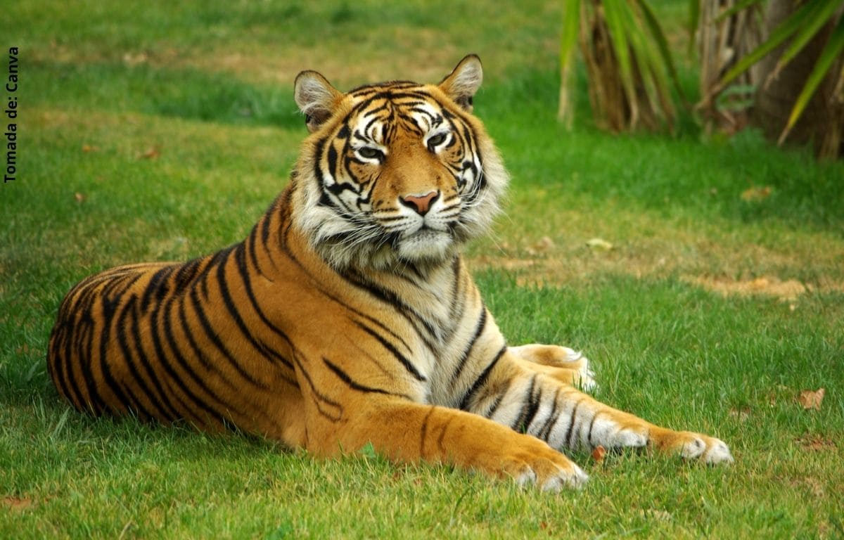¿Qué significa soñar con tigres?
