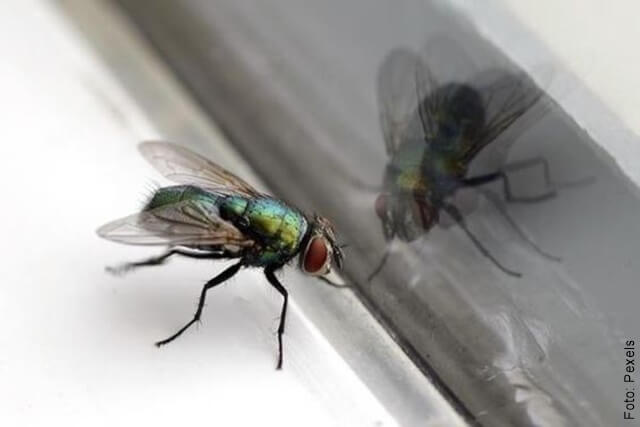 foto de una mosca en un vidrio