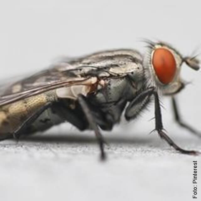 foto de una mosca grande