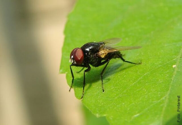 foto de una mosca sobre unas hojas