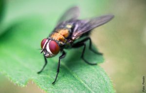 ¿Qué significa soñar con moscas? Ponle cuidado a tu salud