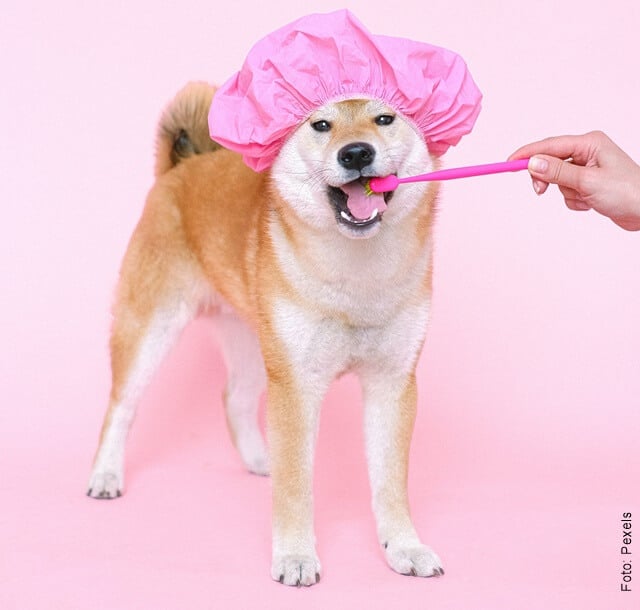 imagen que ilustra un perro al que le bañan los dientes