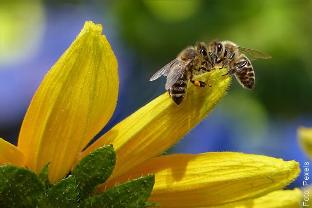 foto de unas abejas en una flor