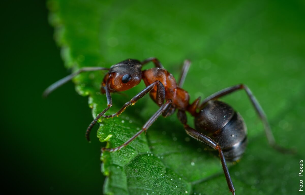 Soñar con hormigas, ¿qué significa?