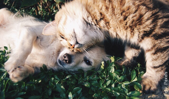 foto de animales en los sueños