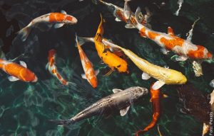 Soñar con peces es muy positivo, ¡prepárate para triunfar!