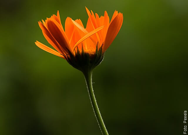foto de flor de caléndula