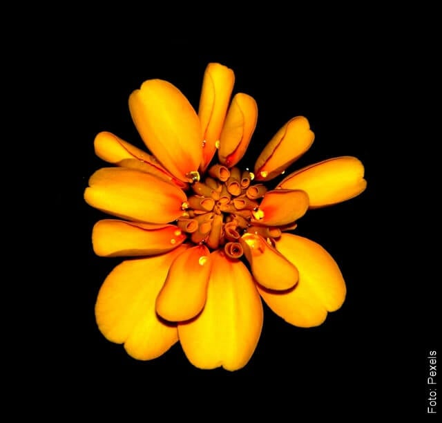 foto de una flor de caléndula