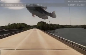 Video dejó registrado un pescado que cayó del cielo
