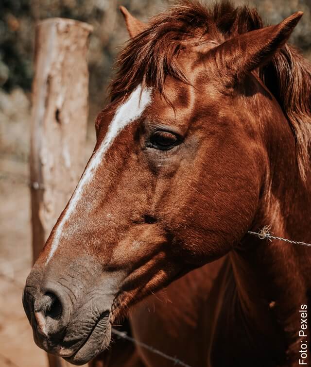 foto de caballo marrón