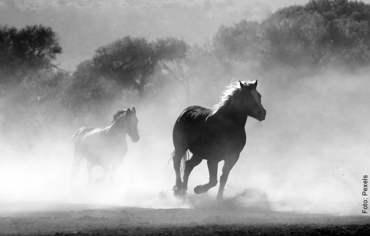 ¿Qué significa soñar con caballos? ¡Libera tu espíritu!