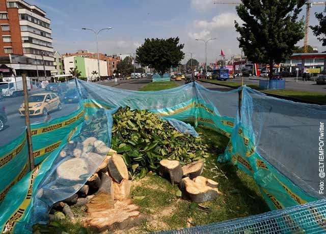 Sigue polémica en Bogotá por tala de árboles en la Avenida 68